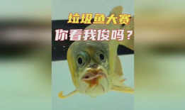 奇葩鱼动漫在线,揭秘奇葩鱼动漫的奇幻世界